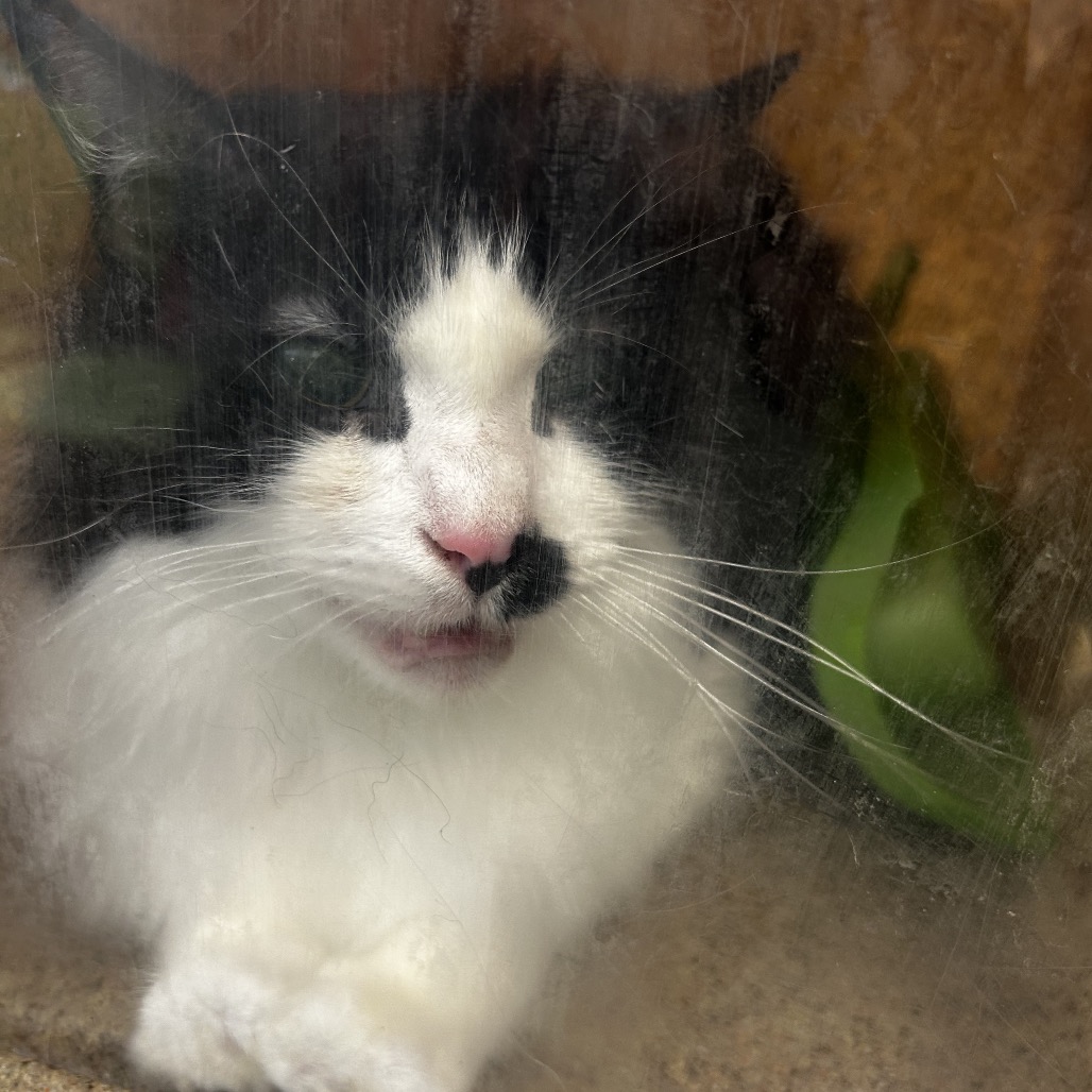 Shelter Stray Male Cat last seen , Animal Care & Control Team of Philly, 111 W Hunting Park Ave, Philadelphia, PA 19140, USA