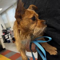 Shelter Stray Male Dog last seen , Animal Care & Control Team of Philly, 111 W Hunting Park Ave, Philadelphia, PA 19140, USA