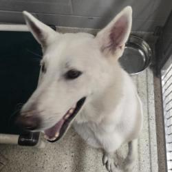Shelter Stray Female Dog last seen , 8464 Beach Blvd, Jacksonville, FL 32216, USA