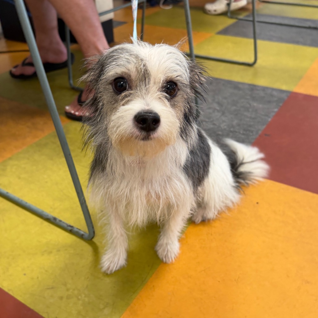 Shelter Stray Female Dog last seen , Animal Care & Control Team of Philly, 111 W Hunting Park Ave, Philadelphia, PA 19140, USA