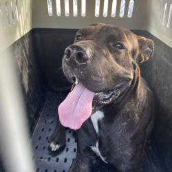 Shelter Stray Male Dog last seen , 141 Canna Ln, Lake Jackson, TX 77566, USA