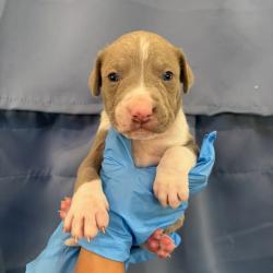 Shelter Stray Male Dog last seen , 328 Furman Hall Rd, Greenville, SC 29609, USA