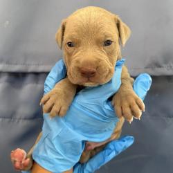 Shelter Stray Male Dog last seen , 328 Furman Hall Rd, Greenville, SC 29609, USA