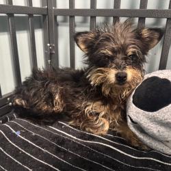 Shelter Stray Female Dog last seen , 980 Guilford College Rd, Greensboro, NC 27409, USA