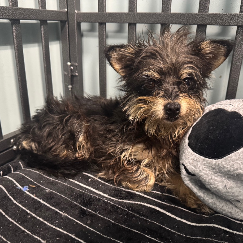 Shelter Stray Female Dog last seen , 980 Guilford College Rd, Greensboro, NC 27409, USA