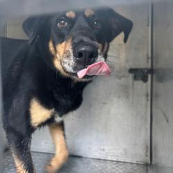 Shelter Stray Male Dog last seen , 980 Guilford College Rd, Greensboro, NC 27409, USA