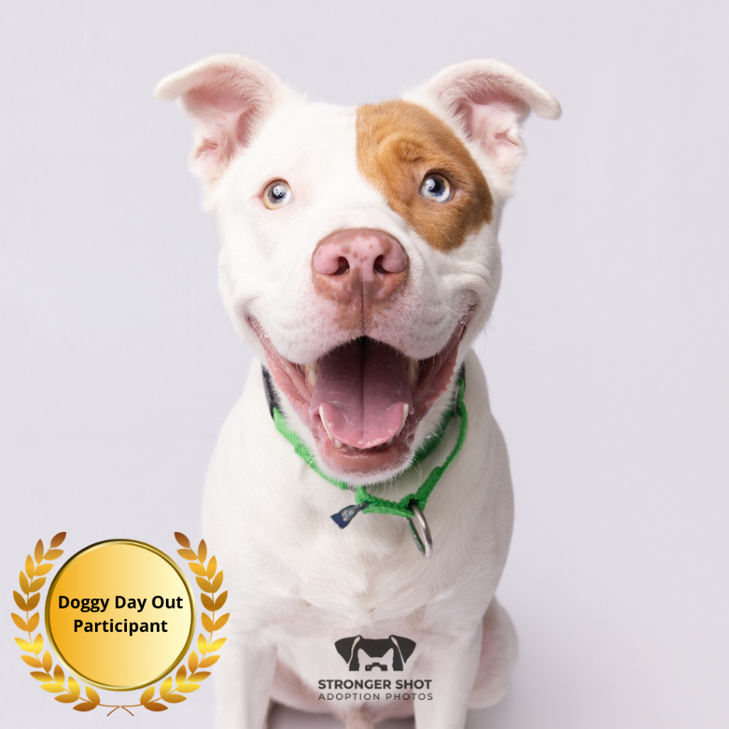 Shelter Stray Male Dog last seen , 3607 N Armenia Ave, Tampa, FL 33607, USA