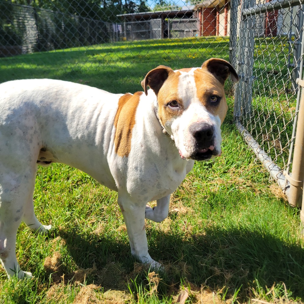 Shelter Stray Male Dog last seen , 2951 S 1st St, Cabot, AR 72023, USA