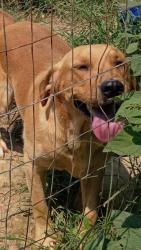 Lost Male Dog last seen Near Chestnut Lane gainesboro, Tennessee, Gainesboro, TN 38562