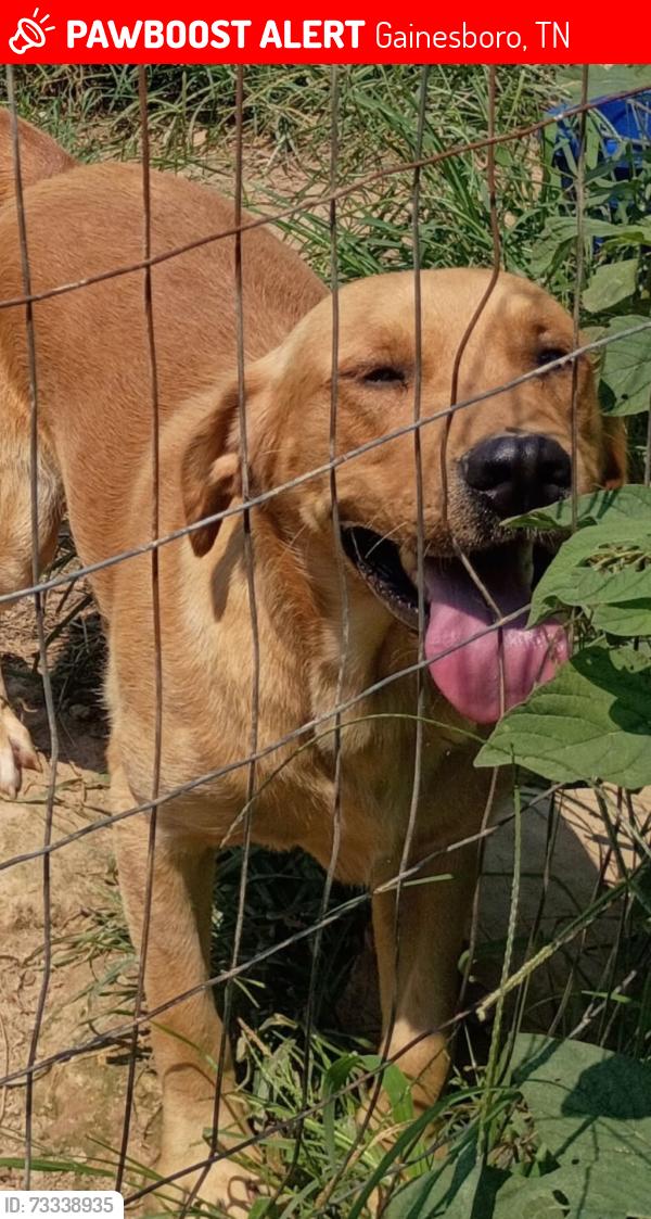 Lost Male Dog last seen Near Chestnut Lane gainesboro, Tennessee, Gainesboro, TN 38562