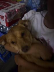 Reunited Male Dog last seen palm st, San Jose, CA 95110