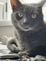 Lost Male Cat last seen Near Little Valley Tr, Cheyenne, WY 82007