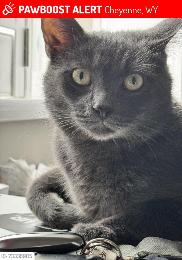 Lost Male Cat last seen Near Little Valley Tr, Cheyenne, WY 82007