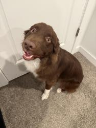 Reunited Male Dog last seen By the new cypress high school, Magna, UT 84044
