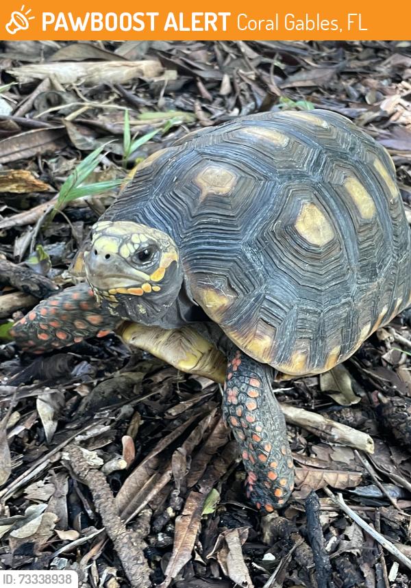 Found/Stray Unknown Other last seen Rotary Park Coral Gables, FL, Coral Gables, FL 33134
