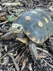 Found/Stray Unknown Other last seen Rotary Park Coral Gables, FL, Coral Gables, FL 33134