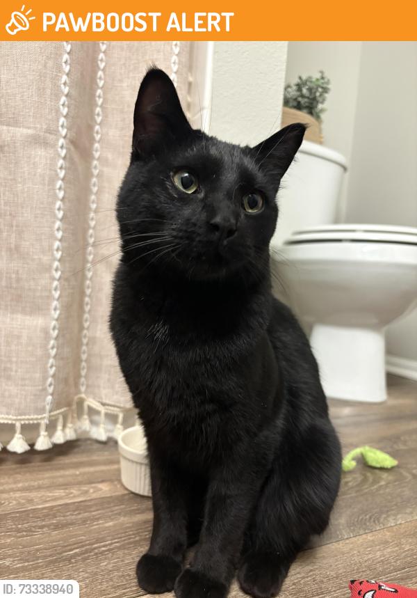 Found/Stray Male Cat last seen Struthers rd and northgate blvd, Colorado Springs, CO 80921