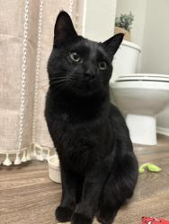 Found/Stray Male Cat last seen Struthers rd and northgate blvd, Colorado Springs, CO 80921