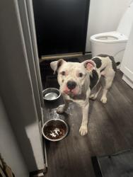 Found/Stray Male Dog last seen Ramona/Lyon, San Jacinto, CA 92583