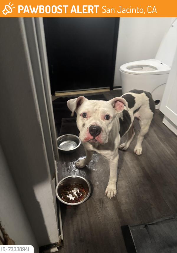 Found/Stray Male Dog last seen Ramona/Lyon, San Jacinto, CA 92583