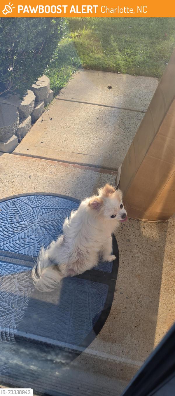 Found/Stray Unknown Dog last seen Peachtree ests, Charlotte, NC 28216