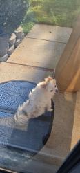 Found/Stray Unknown Dog last seen Peachtree ests, Charlotte, NC 28216