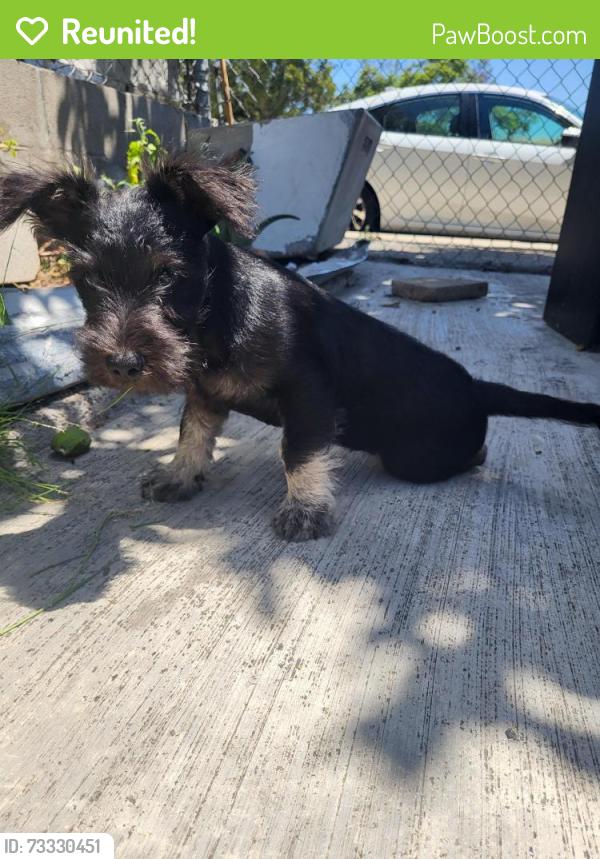 Reunited Male Dog last seen Oceanview SDCCE, San Diego, CA 92113
