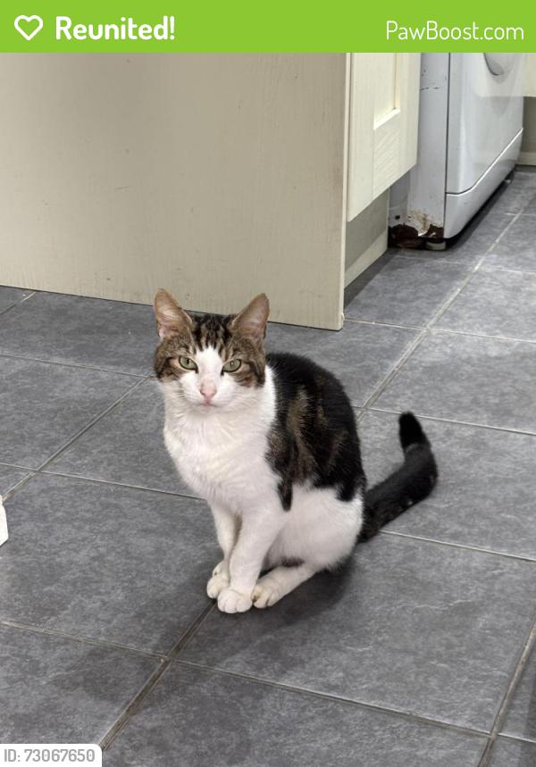 Reunited Male Cat last seen Monyhull Hall Road, King's Norton, England B30 3RX