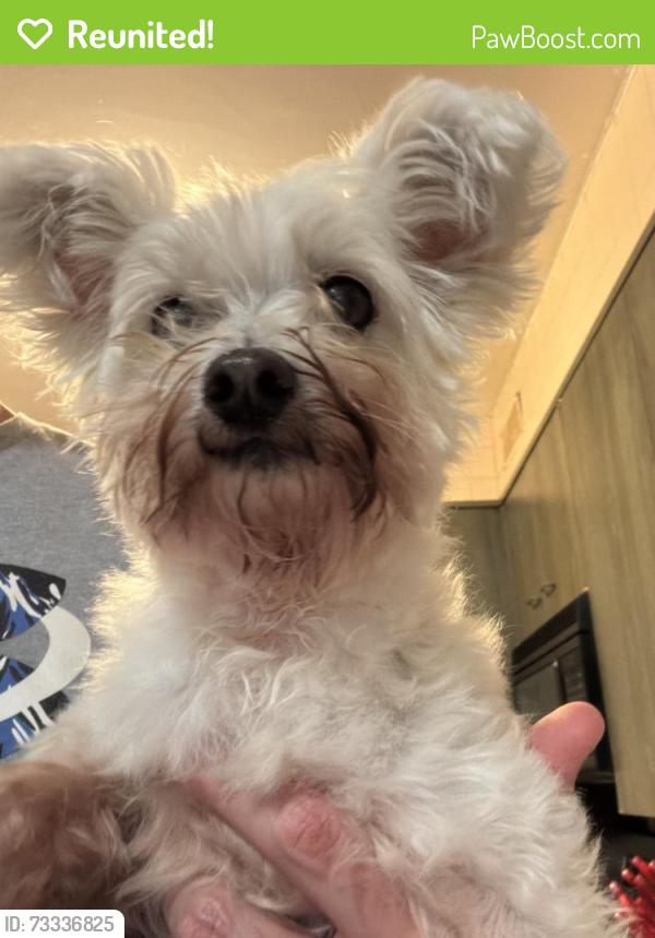 Reunited Female Dog last seen Beaver Ave & Aurora Ave, Des Moines, IA 50310