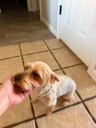 Reunited Female Dog last seen W Dallas st, sycamore st, Broken Arrow, OK 74012