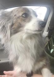 Reunited Female Dog last seen Greycliff and Welcome Dr, Live Oak, TX 78233