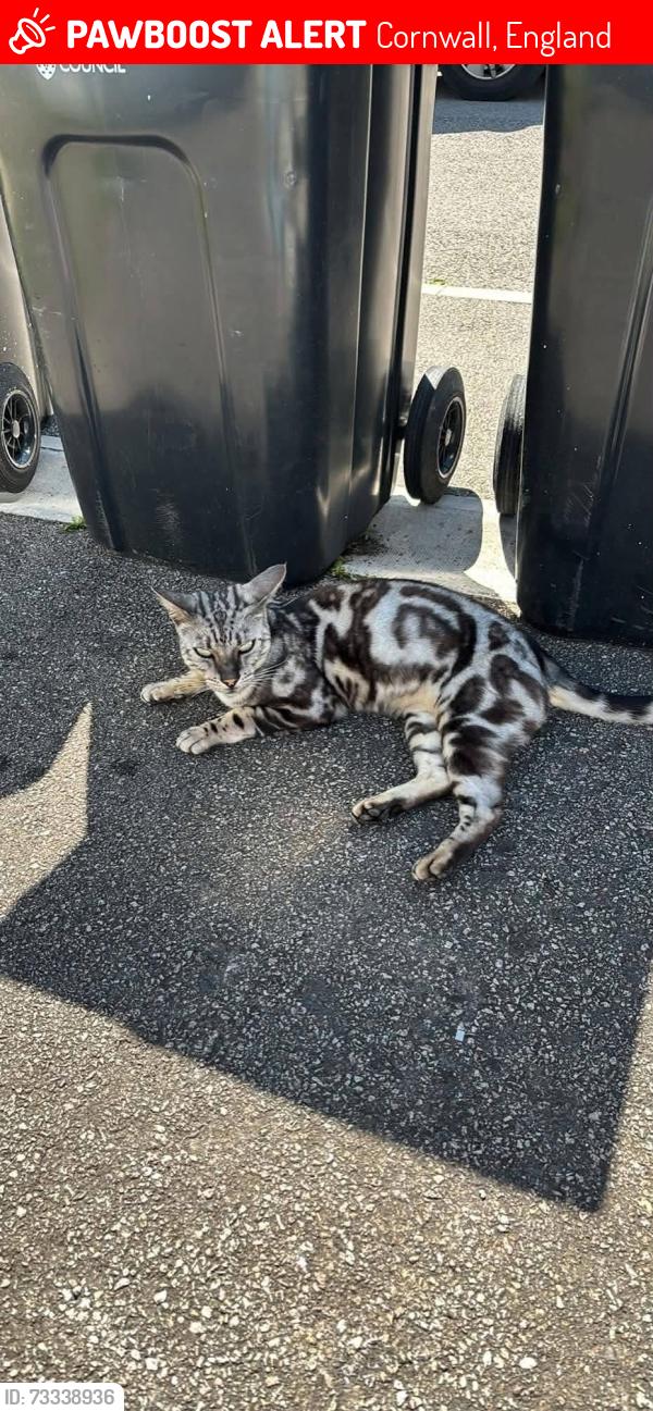 Lost Male Cat last seen Helston, Cornwall, England 