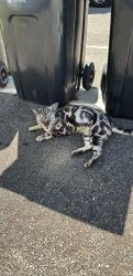 Lost Male Cat last seen Helston, Cornwall, England 