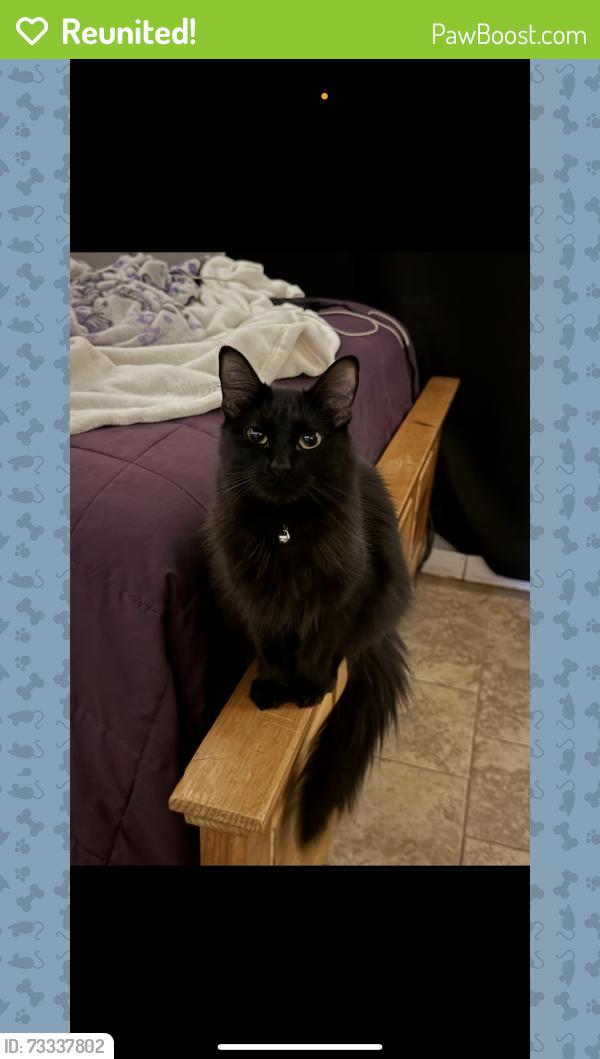 Reunited Female Cat last seen Near lake valley st, San Antonio, TX 78227