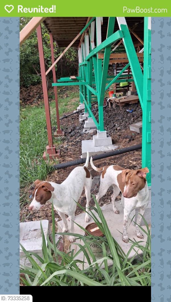 Reunited Female Dog last seen Datura st, Captain Cook, HI 96704