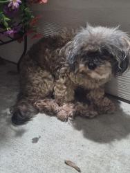 Found/Stray Female Dog last seen S Houston by the former Lawlers Cheesecake Factory, Humble, TX 77347