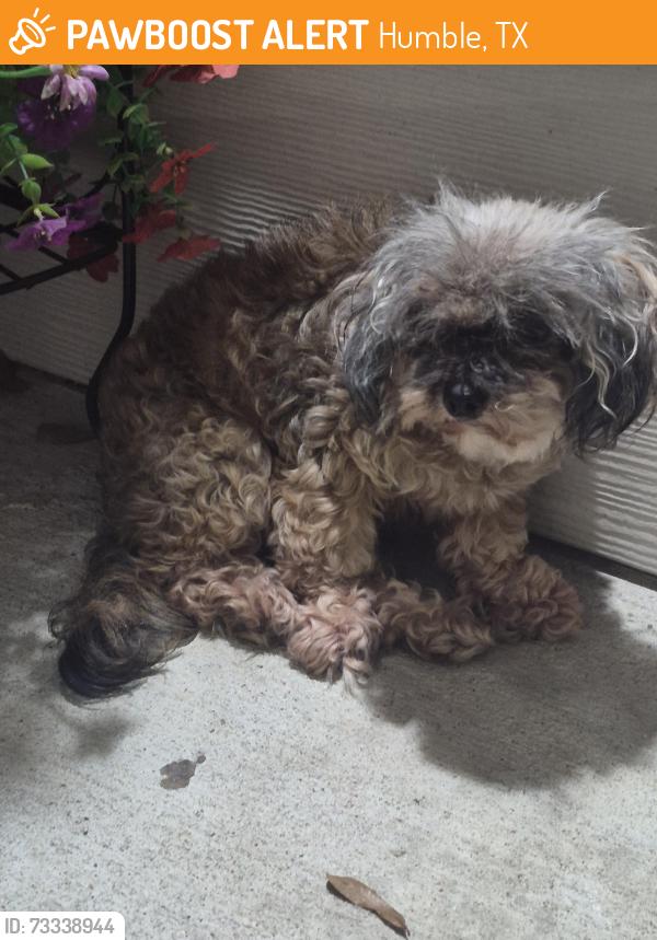 Found/Stray Female Dog last seen S Houston by the former Lawlers Cheesecake Factory, Humble, TX 77347