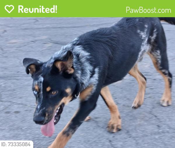 Reunited Male Dog last seen Guthrie near Bosque, Waco, TX 76702
