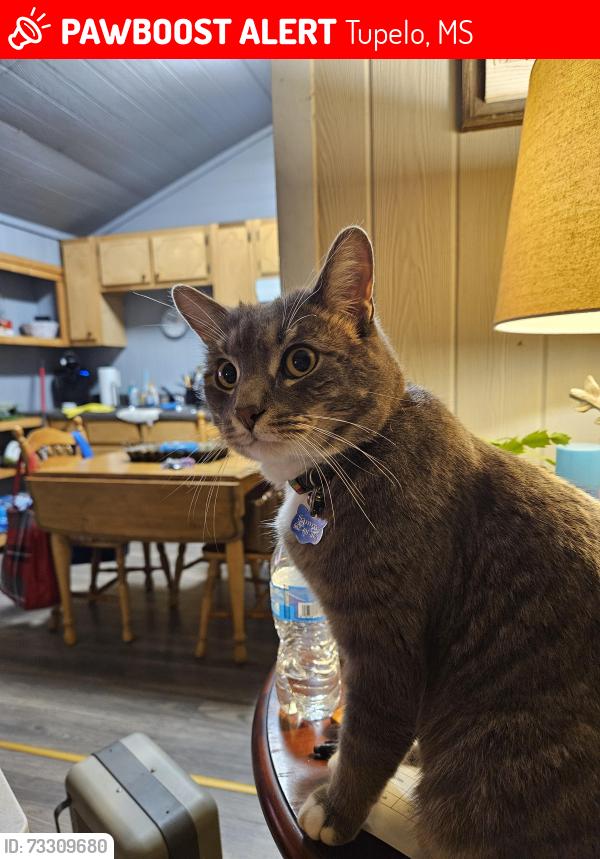 Lost Male Cat last seen Near cr931 #19 Tupelo Ms. 38804, Tupelo, MS 38804