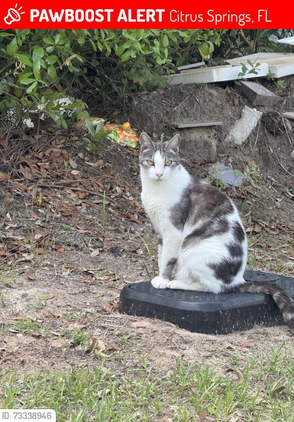 Lost Male Cat last seen Giraffe dr, Citrus Springs, FL 34433