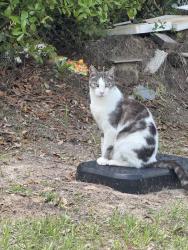 Lost Male Cat last seen Giraffe dr, Citrus Springs, FL 34433