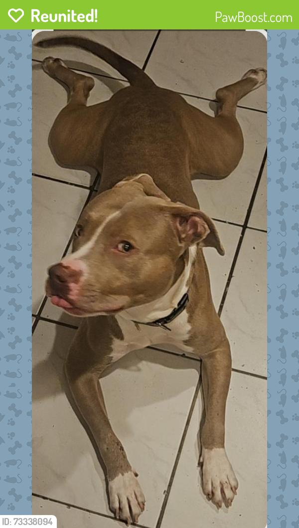 Reunited Male Dog last seen North Andrews Gardens, Oakland Park, FL 33334, USA, Oakland Park, FL 33334