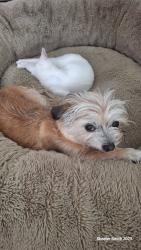 Reunited Female Dog last seen Meridian 6th Ave, Apache Junction, AZ 85120