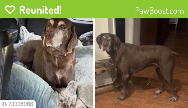 Reunited Male Dog last seen Simmons Farm, Peters Township, PA 15317