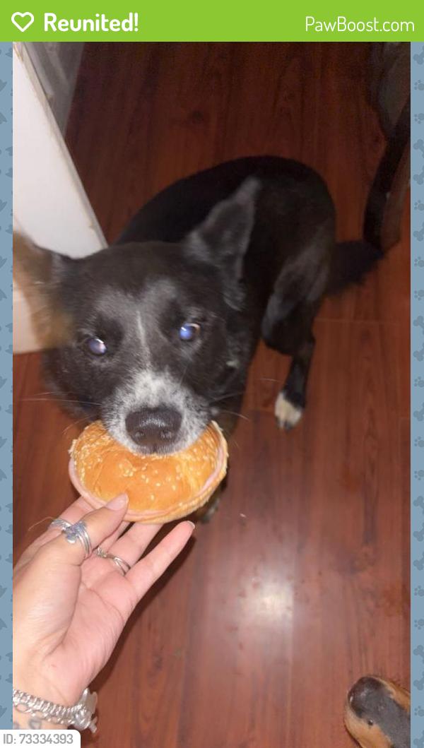 Reunited Male Dog last seen Pasadena blvd 225 area zip 77506, Pasadena, TX 77502
