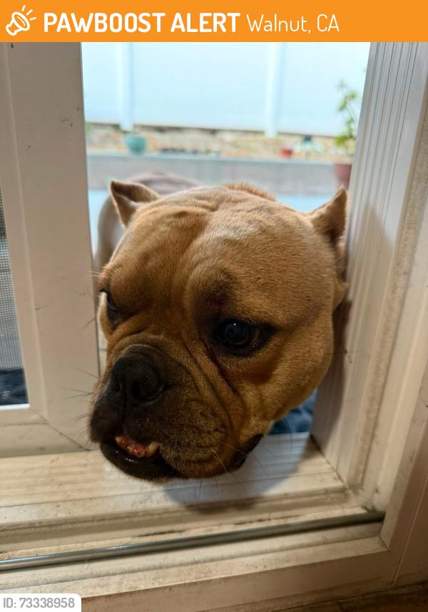 Found/Stray Female Dog last seen Varsity off Heidelberg WANUT CA, Walnut, CA 91789