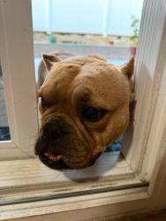 Found/Stray Female Dog last seen Varsity off Heidelberg WANUT CA, Walnut, CA 91789