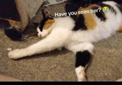 Lost Female Cat last seen Near tanners fold, Greater Manchester, England OL8 2NN
