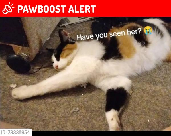 Lost Female Cat last seen Near tanners fold, Greater Manchester, England OL8 2NN