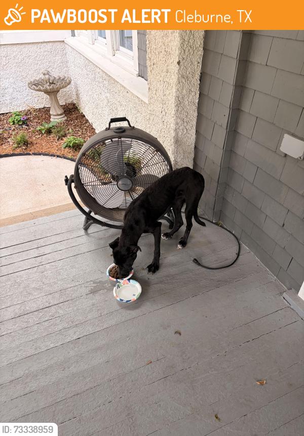 Found/Stray Male Dog last seen Forrest, Cleburne, TX 76033